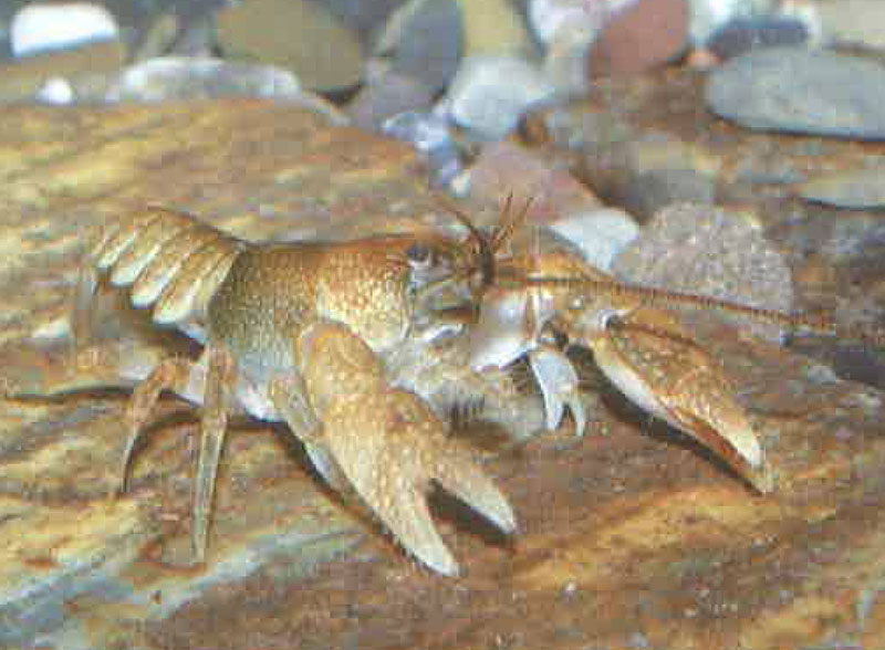 斐澳夫钢毛螯虾