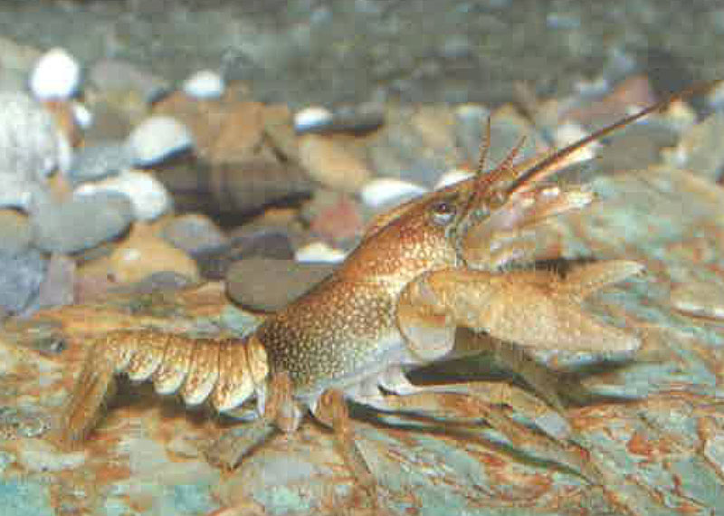 斐澳夫钢毛螯虾